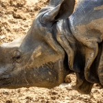 Революционный слом традиций в слот-игре Great Rhino Deluxe