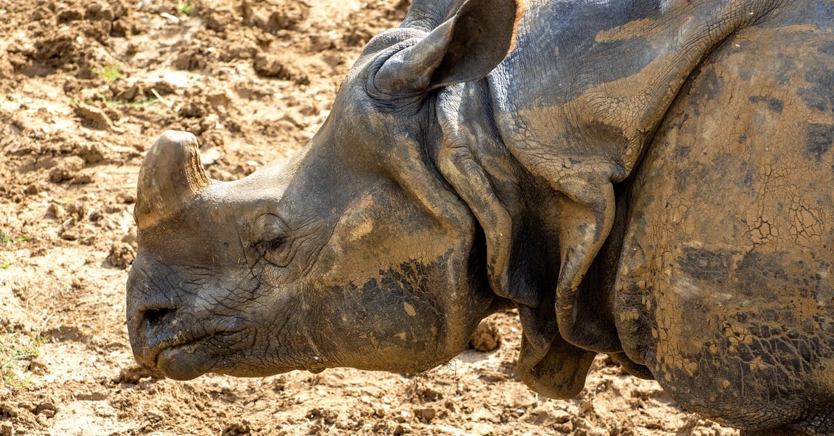 Революционный слом традиций в слот-игре Great Rhino Deluxe